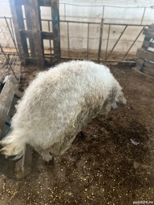 porci mangalita  - imagine 2