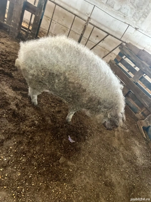 porci mangalita  - imagine 4