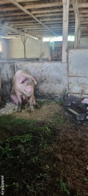 Vand purcei landrace pur din parinti cu pedigree 