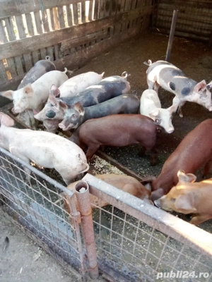 vand porci - imagine 2