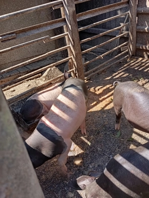 Disponibili 4 porci 