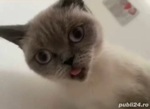 pisica British Shorthair