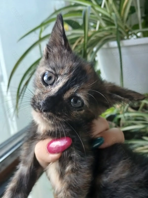 Pisicuță în căutare de o familie iubitoare