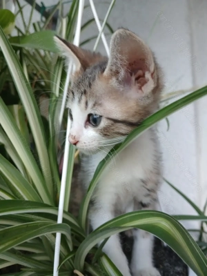 pisicuț micuț și afectuos, în căutare de o familie grijulie