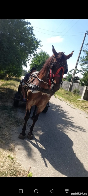 vand iapa  - imagine 2 vand iapa  - imagine 2