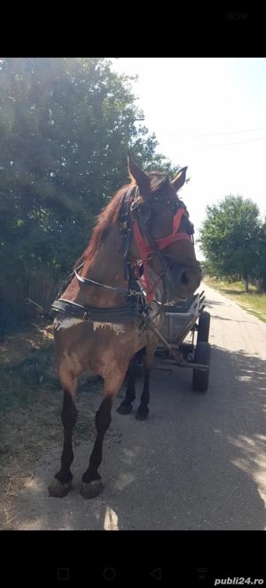 vand iapa  - imagine 3 vand iapa  - imagine 3