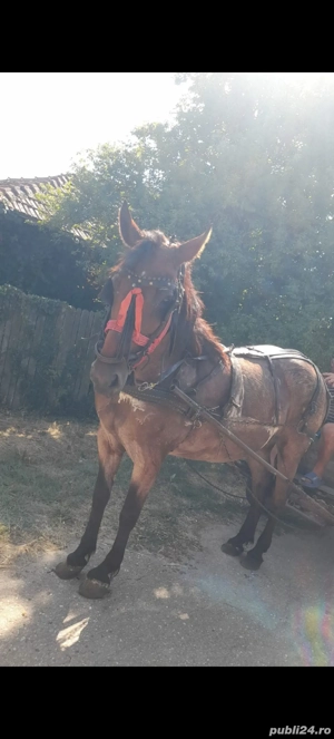 vand iapa  - imagine 4 vand iapa  - imagine 4