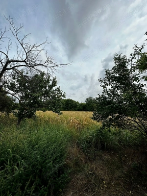 Casă de patrimoniu rural, sfârșit secol XIX   Otelec - imagine 2