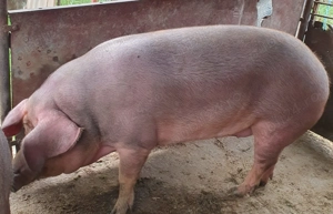 Vând porc Duroc 15lei kg aproximativ 180 kg