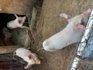 Purcei de 7 saptamani