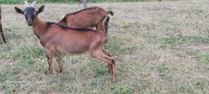 Vînd țăpisori rasă alpină franceză 