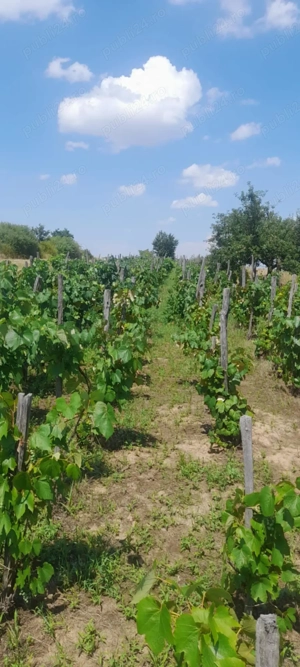 Teren cu vita de vie in Silvas, Tasnad