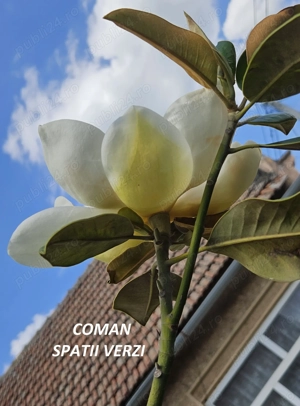 Magnolia Grandiflora, h=150-180 cm