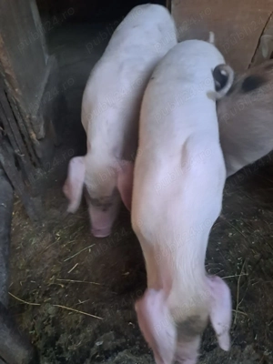 Purcei de vanzare 