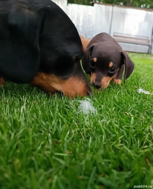 Teckel pui - imagine 2