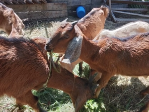 ieduti anglo-nubieni de vanzare - imagine 3