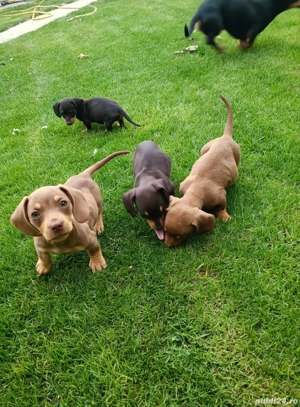 Teckel pui - imagine 4