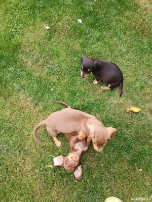 Teckel pui - imagine 5