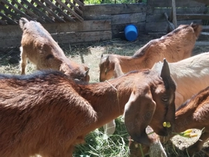 ieduti anglo-nubieni de vanzare - imagine 2