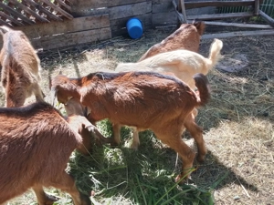 ieduti anglo-nubieni de vanzare - imagine 4