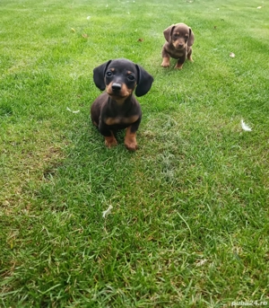 Teckel pui - imagine 3