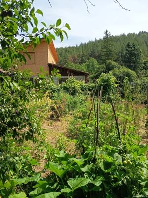 inchiriez casă oraș Nehoiu lunca mare strada Tudor Mușatescu  - imagine 5