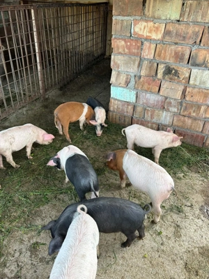 Purcei de vînzare. - imagine 2 Purcei de vînzare. - imagine 2