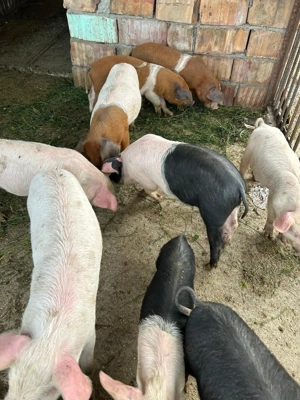 Purcei de vînzare. - imagine 3 Purcei de vînzare. - imagine 3