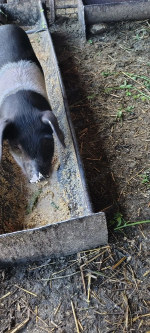 Scroafa Bazna cu purcei