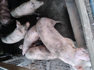 Porci de vânzare  - imagine 3 Porci de vânzare  - imagine 3