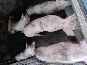 Porci de vânzare  - imagine 2 Porci de vânzare  - imagine 2