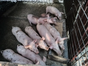 Porci de vânzare  - imagine 4 Porci de vânzare  - imagine 4