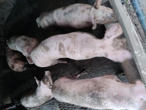 Porci de vânzare  - imagine 5 Porci de vânzare  - imagine 5