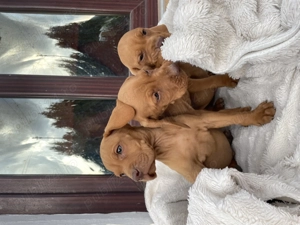 Pui de vijla vizsla viszla maghiara - imagine 3