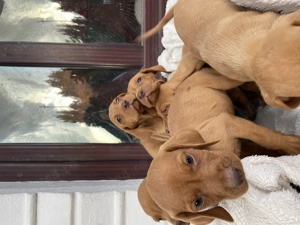 Pui de vijla vizsla viszla maghiara - imagine 2