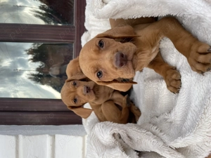 Pui de vijla vizsla viszla maghiara - imagine 4