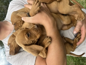 Pui de vijla vizsla viszla maghiara - imagine 5