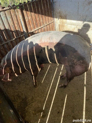 Vand purcica petreana 