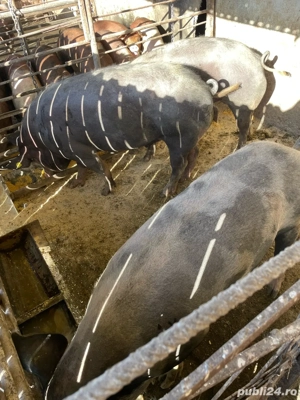 vand porci 120-140kg