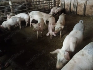 Vând purcei, marele alb cu landrace - imagine 2