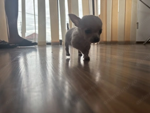 Cățel        Chihuahua 