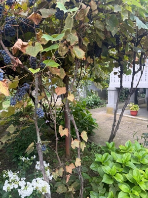 Vand CASA sau schimb cu apartament in Tg Jiu - imagine 5