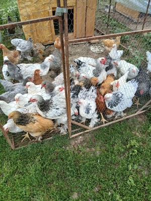 Vând gaini și cocosi brahma