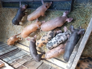 Buni de băgat la cuptor, la comandă îi și pregătim