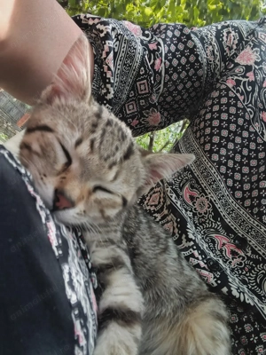 Pui pisica, mascul, pt ADOPTIE