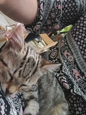 Pui pisica, mascul, pt ADOPTIE - imagine 2