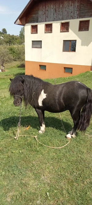 Vând ponei armăsar - imagine 2 Vând ponei armăsar - imagine 2