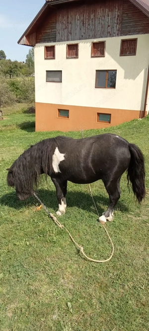 Vând ponei armăsar - imagine 3 Vând ponei armăsar - imagine 3