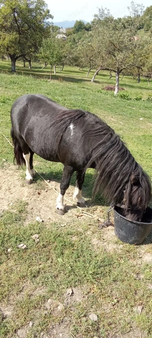 Vând ponei armăsar - imagine 4 Vând ponei armăsar - imagine 4