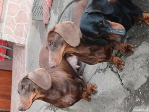 teckel de vânzare  - imagine 2 teckel de vânzare  - imagine 2